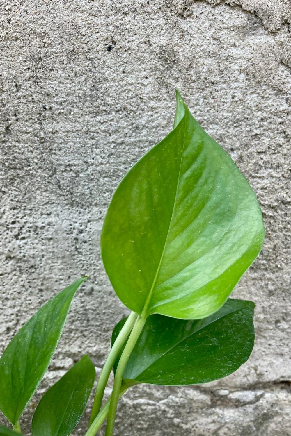 Indoor Plants |   Epipremnum Aureum ‘Jade’ 4″ Garden Indoor Plants