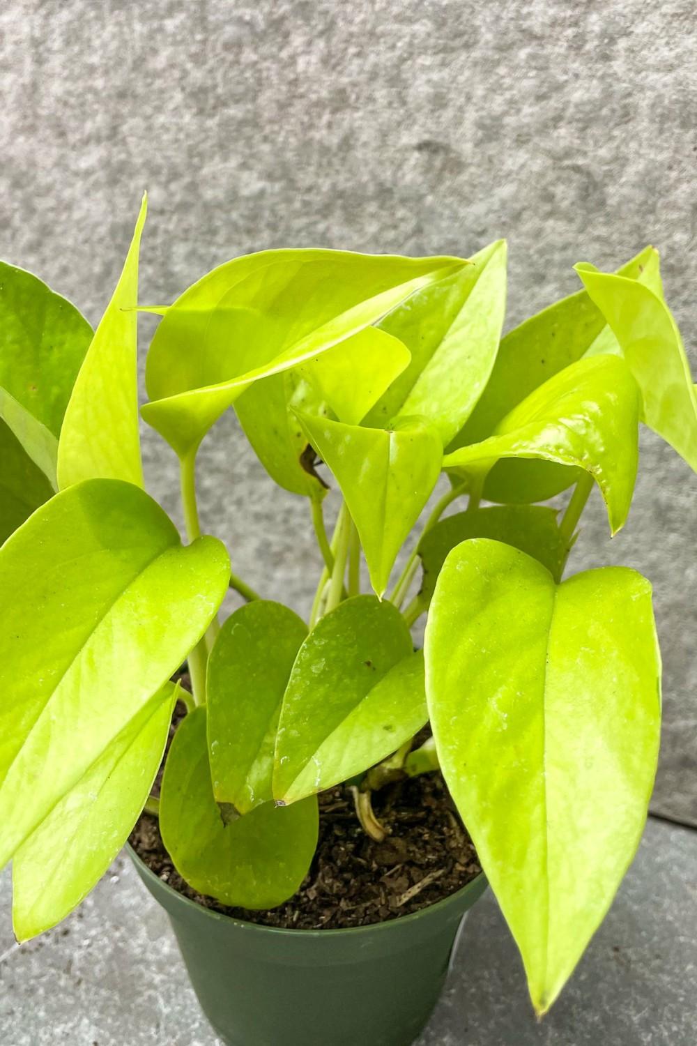 Indoor Plants |   Epipremnum Aureum ‘Neon’ 4″ Garden Indoor Plants