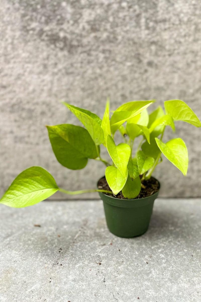 Indoor Plants |   Epipremnum Aureum ‘Neon’ 4″ Garden Indoor Plants