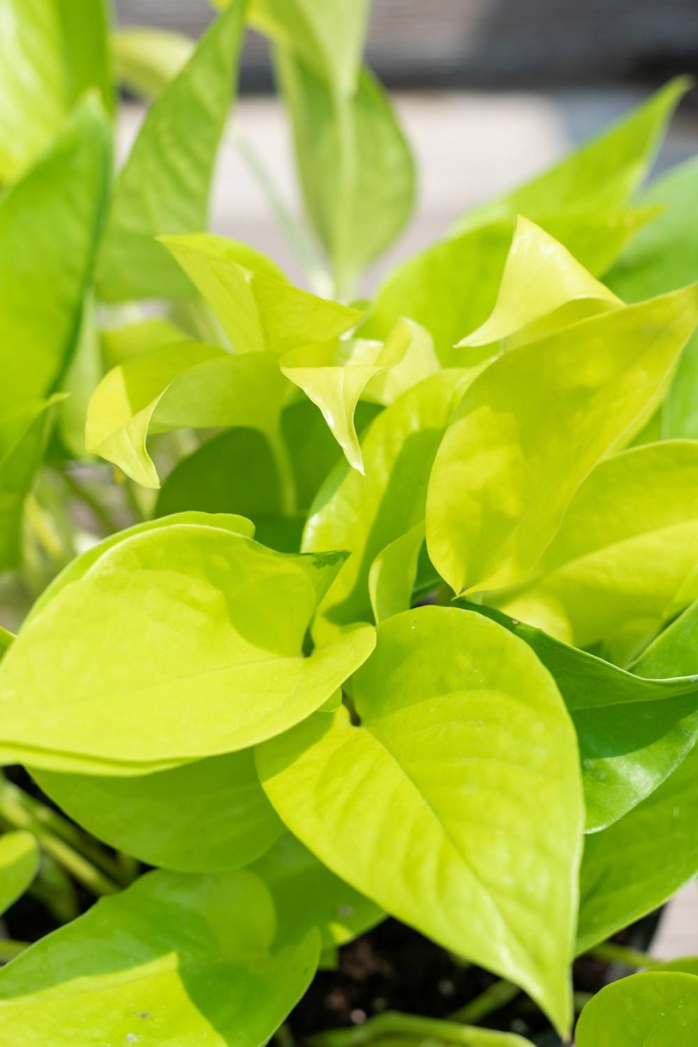 Indoor Plants |   Epipremnum Aureum ‘Neon’ 6″ Garden Indoor Plants