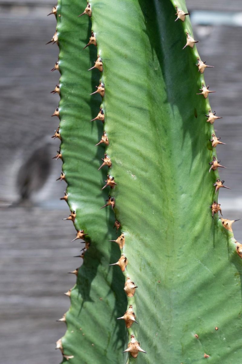 Indoor Plants |   Euphorbia Ammak #5 Garden Indoor Plants