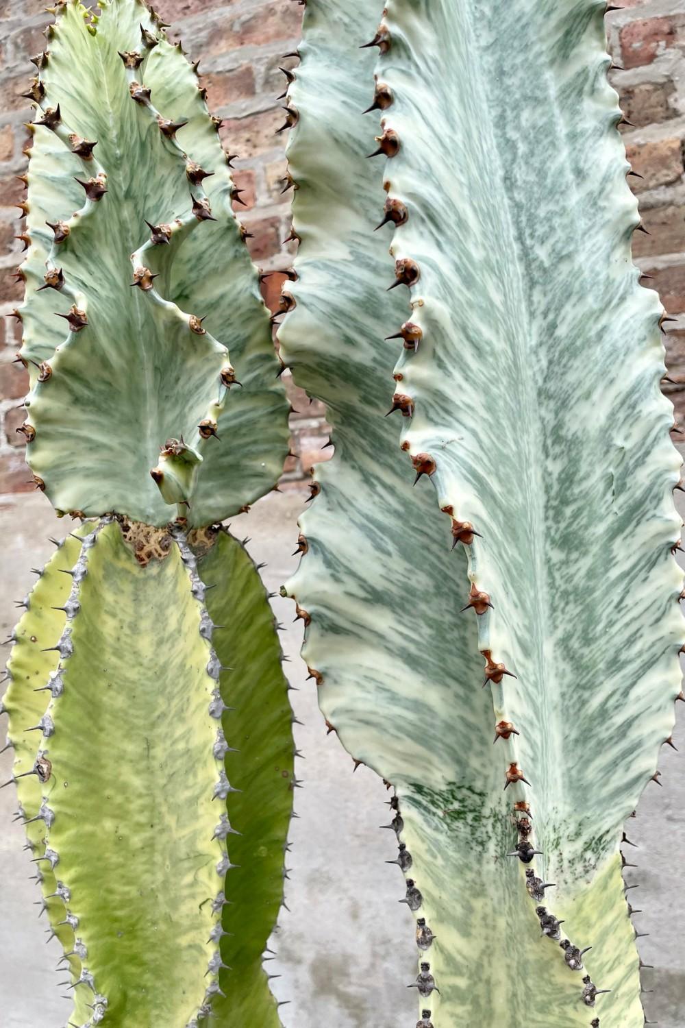 Indoor Plants |   Euphorbia Ammak ‘Variegata’ #15 Garden Indoor Plants