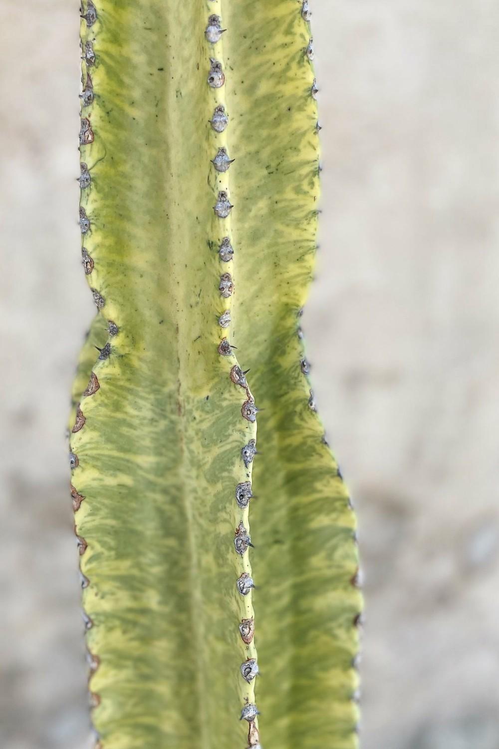 Indoor Plants |   Euphorbia Ammak ‘Variegata’ #7 Garden Indoor Plants