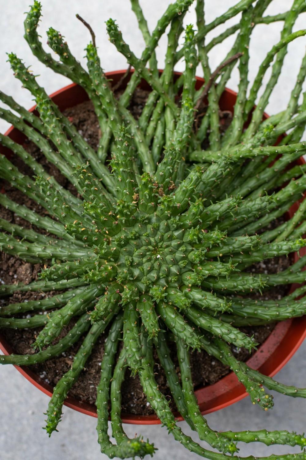 Indoor Plants |   Euphorbia Flanaganii “Medusa Head” 8″ Garden Indoor Plants