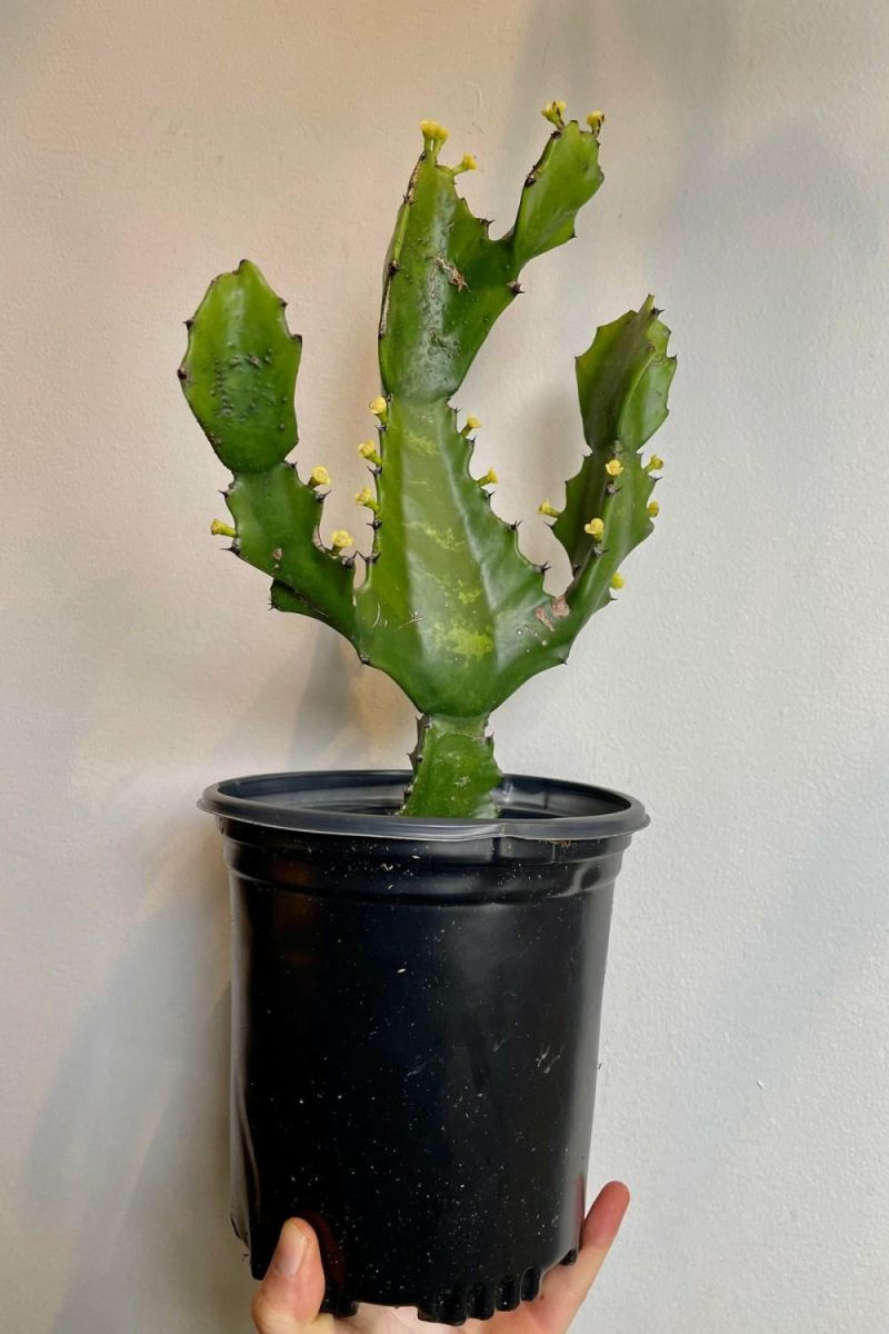 Indoor Plants |   Euphorbia Ingens 6″ Garden Indoor Plants