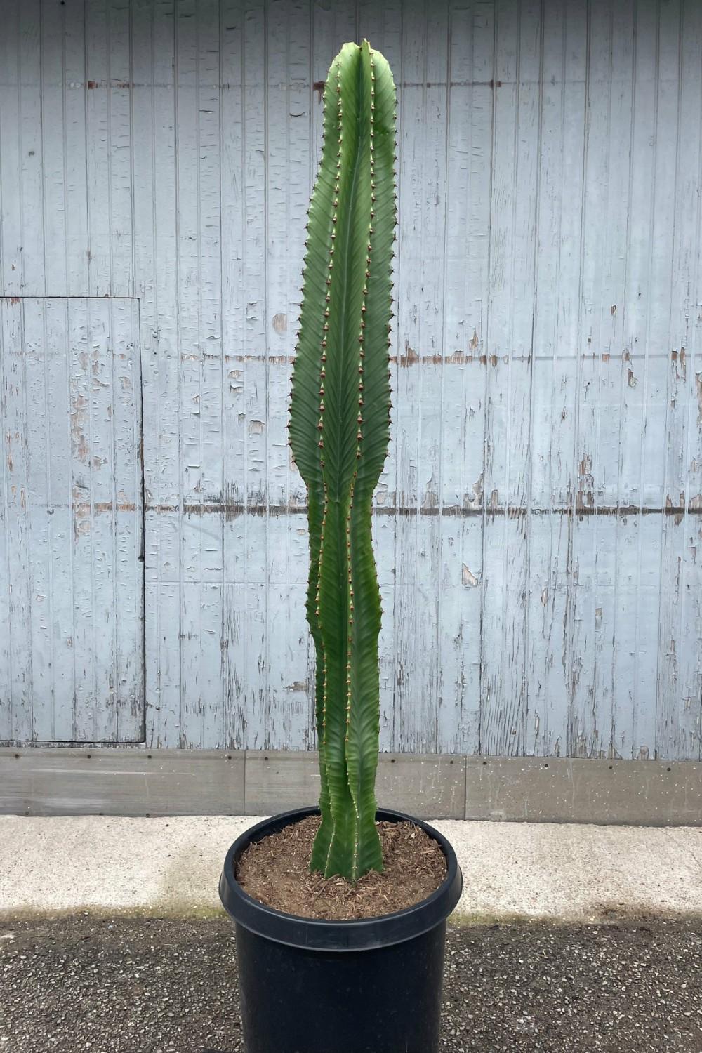 Indoor Plants |   Euphorbia Ingens ‘Chocolate Drop’ #15 Garden Indoor Plants