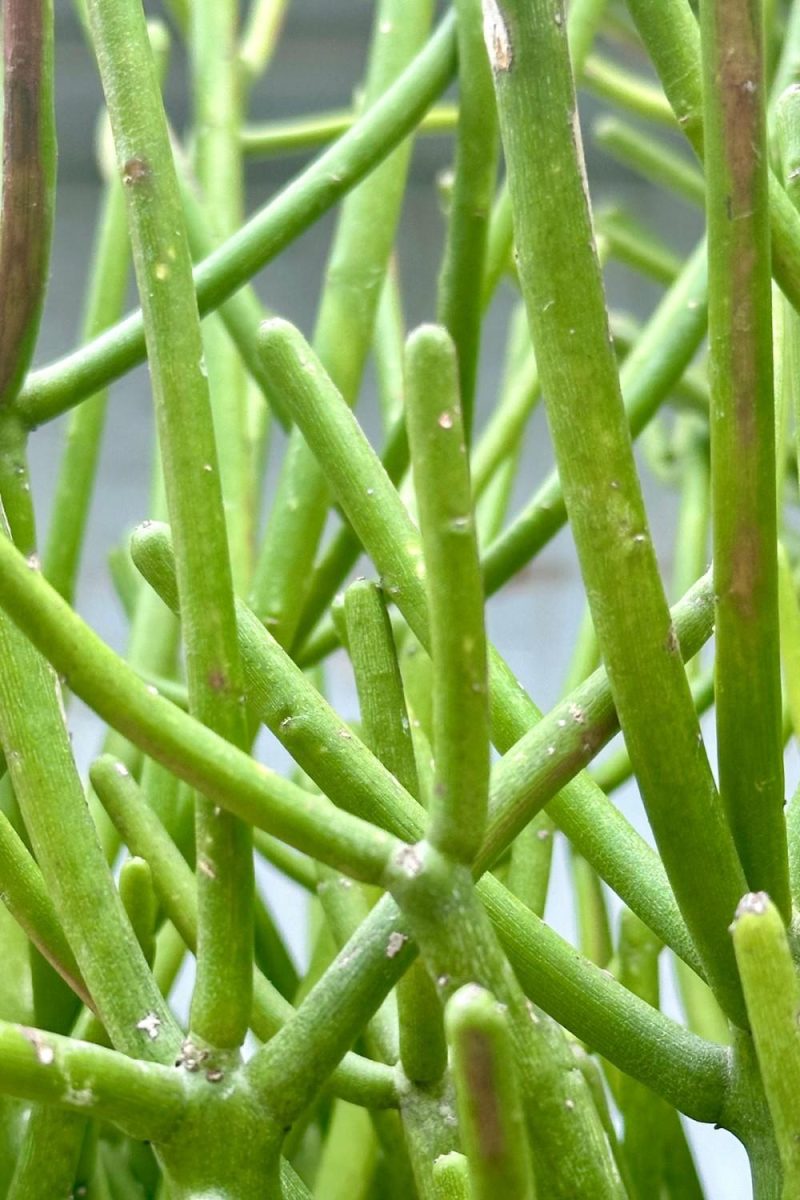 Indoor Plants |   Euphorbia Tirucalli “Pencil Cactus” #15 Garden Indoor Plants