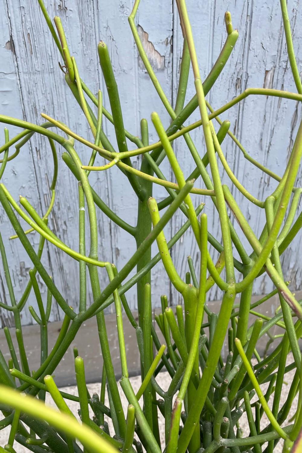 Indoor Plants |   Euphorbia Tirucalli “Pencil Cactus” #5 Garden Indoor Plants