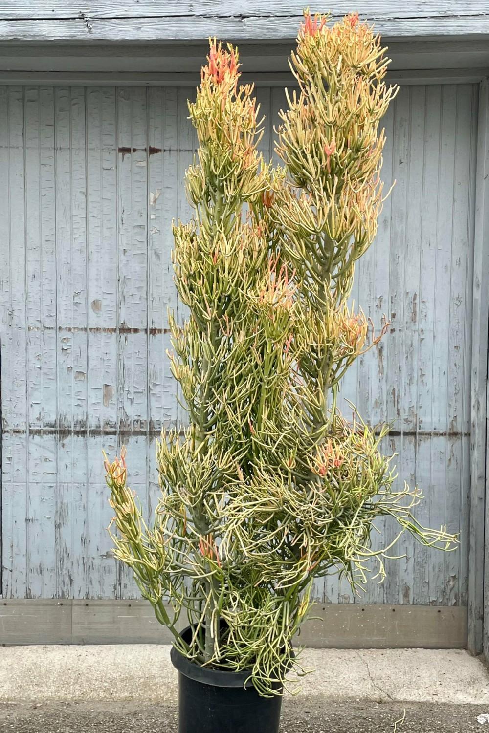 Indoor Plants |   Euphorbia Tirucalli ‘Rosea’ “Firesticks Pencil Cactus” #15 Garden Indoor Plants