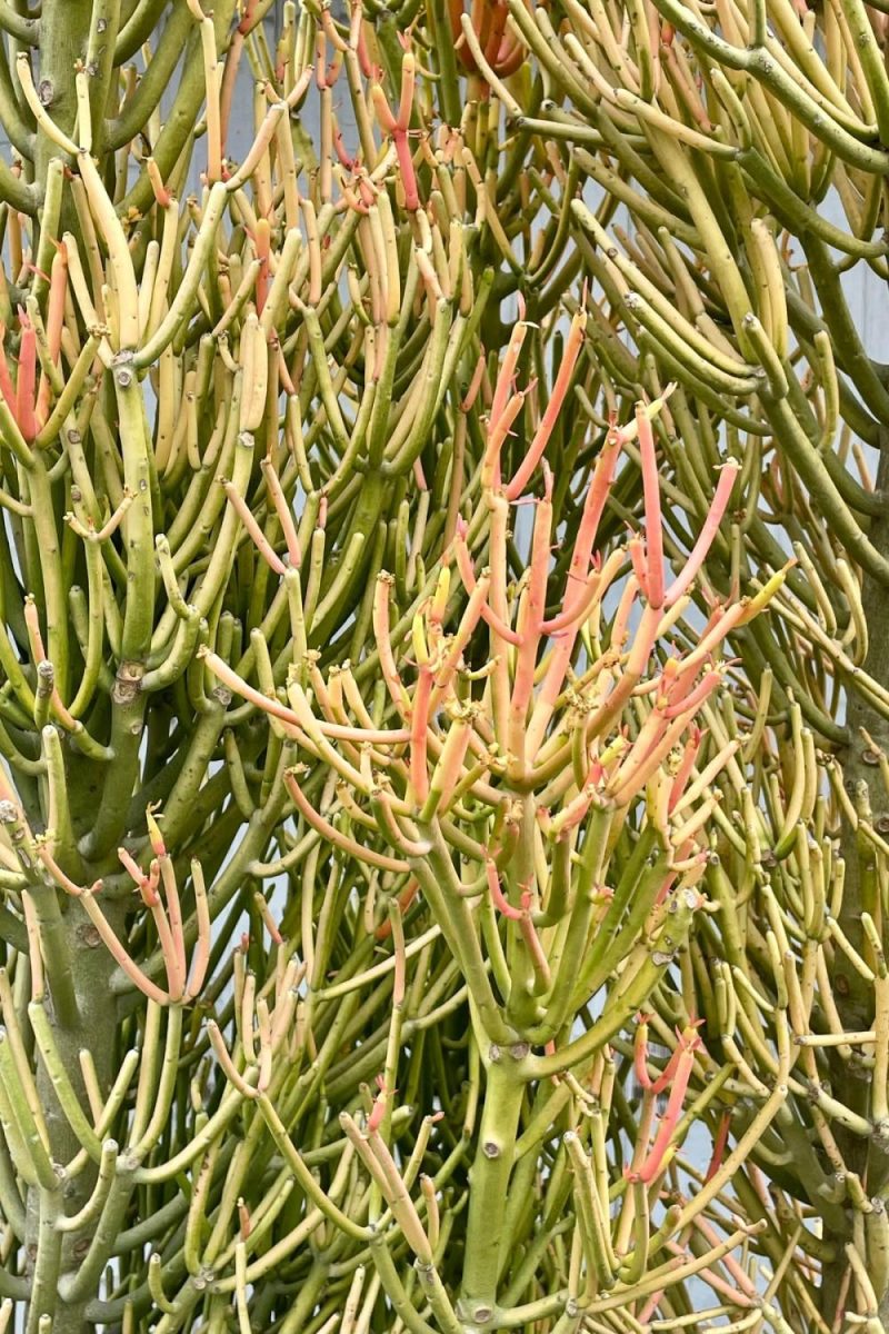 Indoor Plants |   Euphorbia Tirucalli ‘Rosea’ “Firesticks Pencil Cactus” #15 Garden Indoor Plants