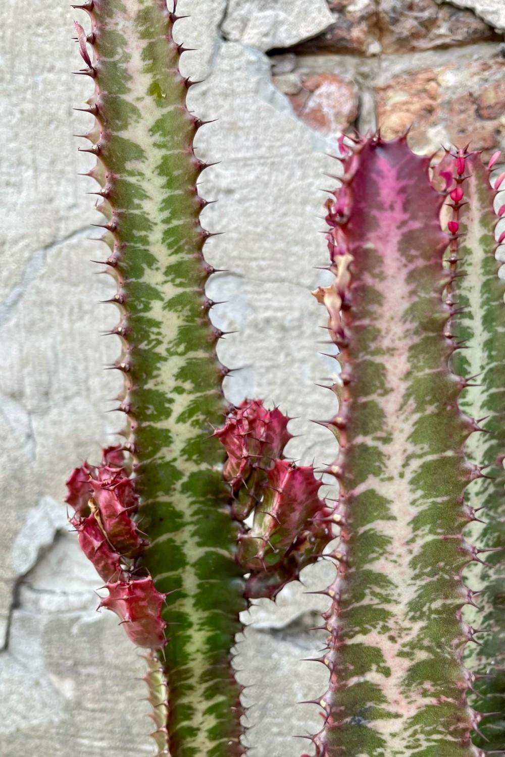 Indoor Plants |   Euphorbia Trigona ‘Rubra’ 8″ Garden Indoor Plants