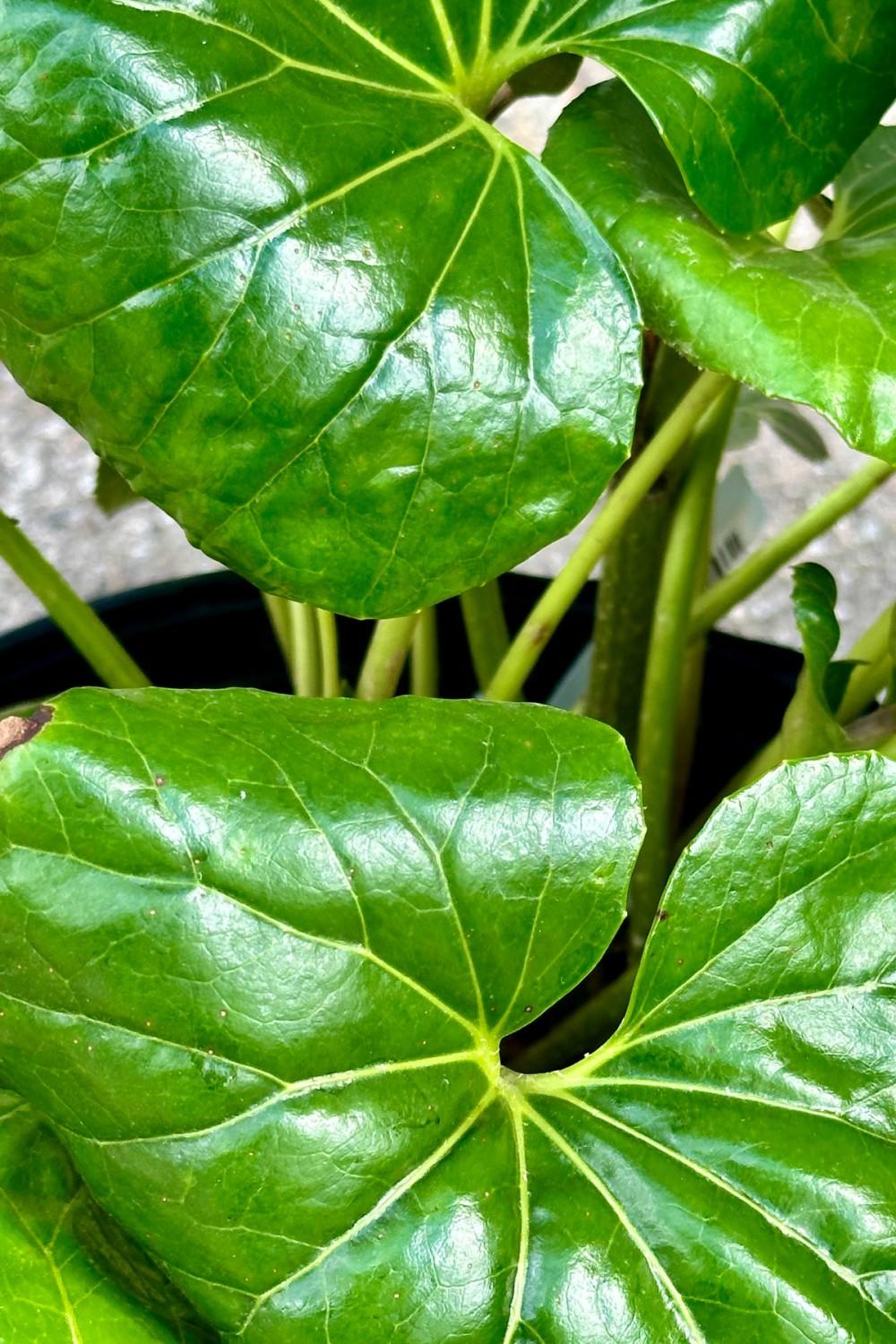 Indoor Plants |   Farfugium Japonicum ‘Gigantea’  12″ Garden Indoor Plants