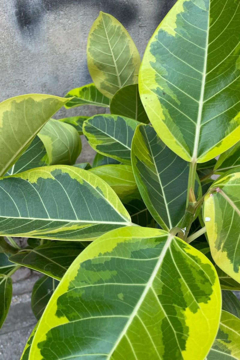 Indoor Plants |   Ficus Altissima 12″ Standard Form Garden Indoor Plants