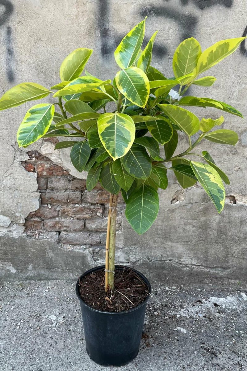 Indoor Plants |   Ficus Altissima 12″ Standard Form Garden Indoor Plants