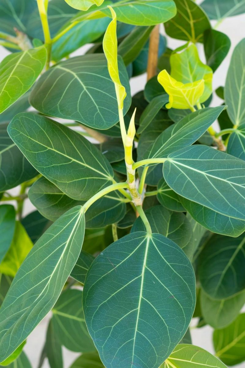 Indoor Plants |   Ficus Benghalensis ‘Audrey’ 14″ Garden Indoor Plants