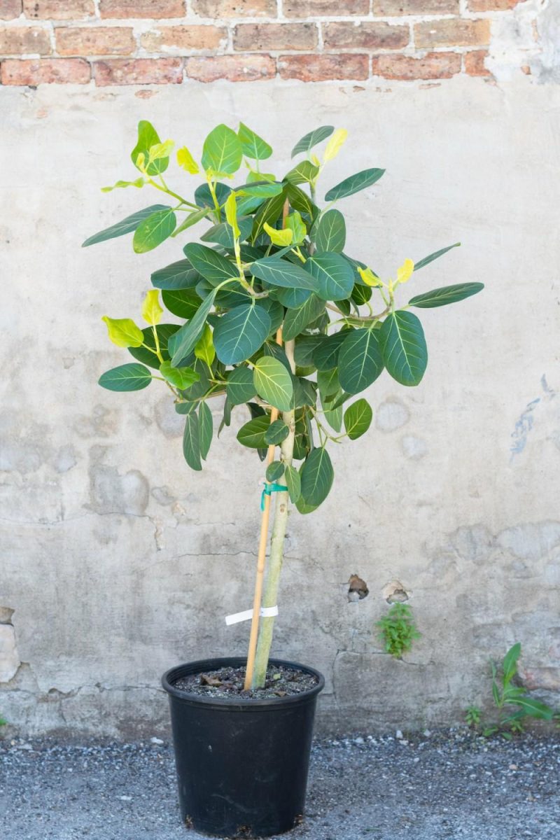 Indoor Plants |   Ficus Benghalensis ‘Audrey’ 14″ Garden Indoor Plants