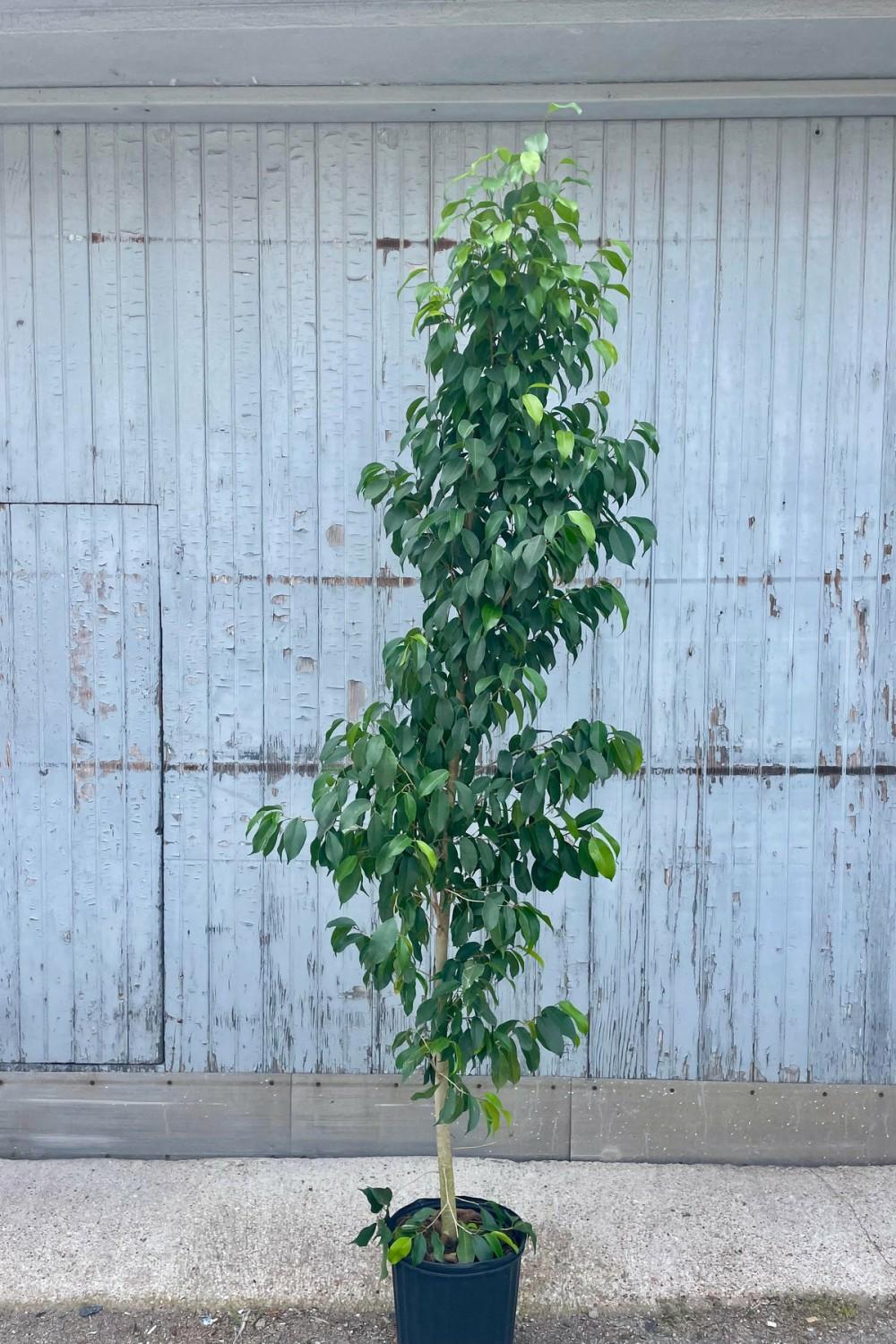 Indoor Plants |   Ficus Benjamina ‘spire’ 10″ Standard Garden Indoor Plants