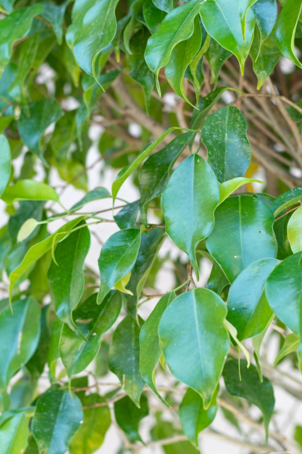 Indoor Plants |   Ficus Benjamina Standard Form 14″ Garden Indoor Plants