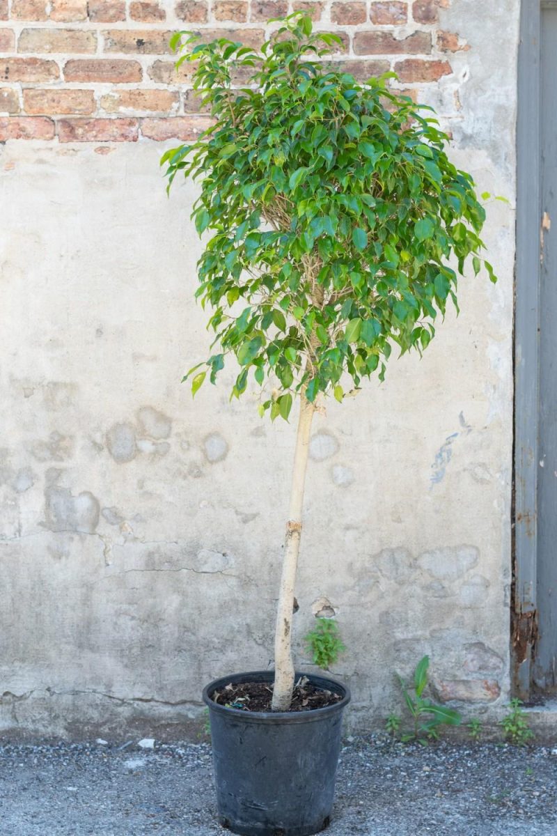 Indoor Plants |   Ficus Benjamina Standard Form 14″ Garden Indoor Plants