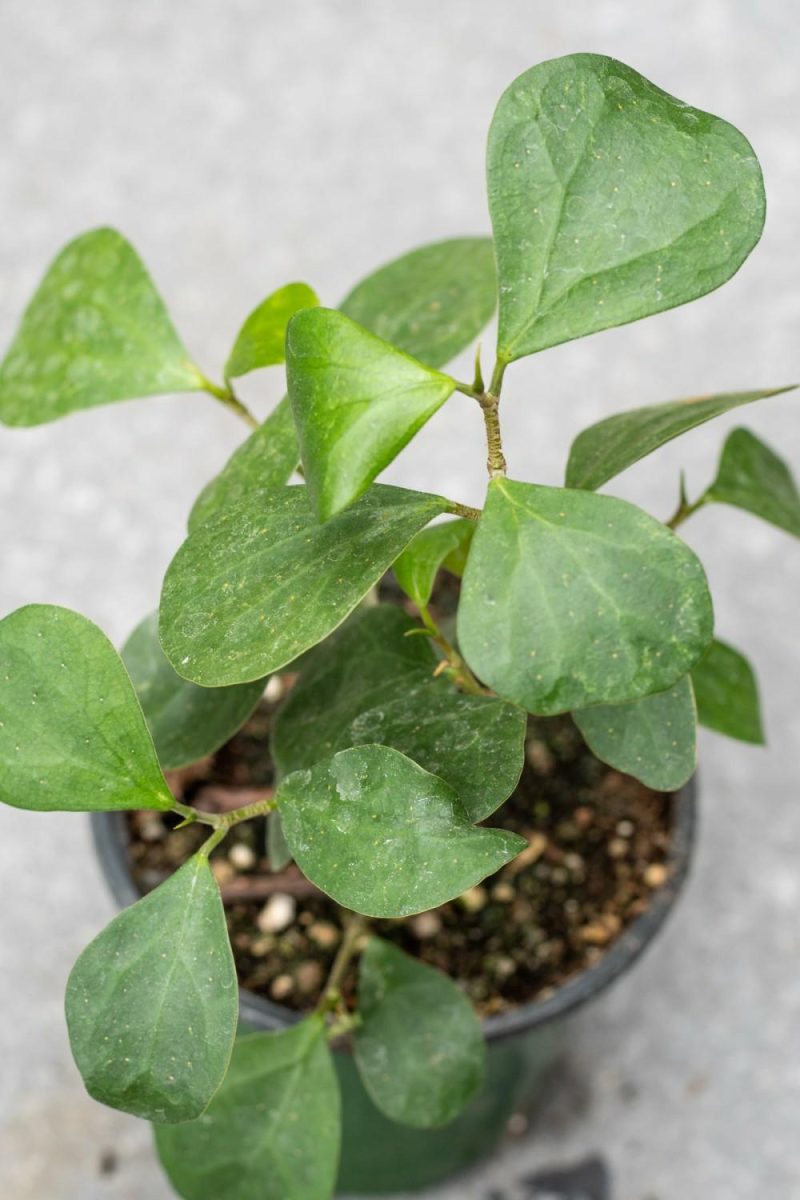 Indoor Plants |   Ficus Deltoidea 4″ Garden Indoor Plants