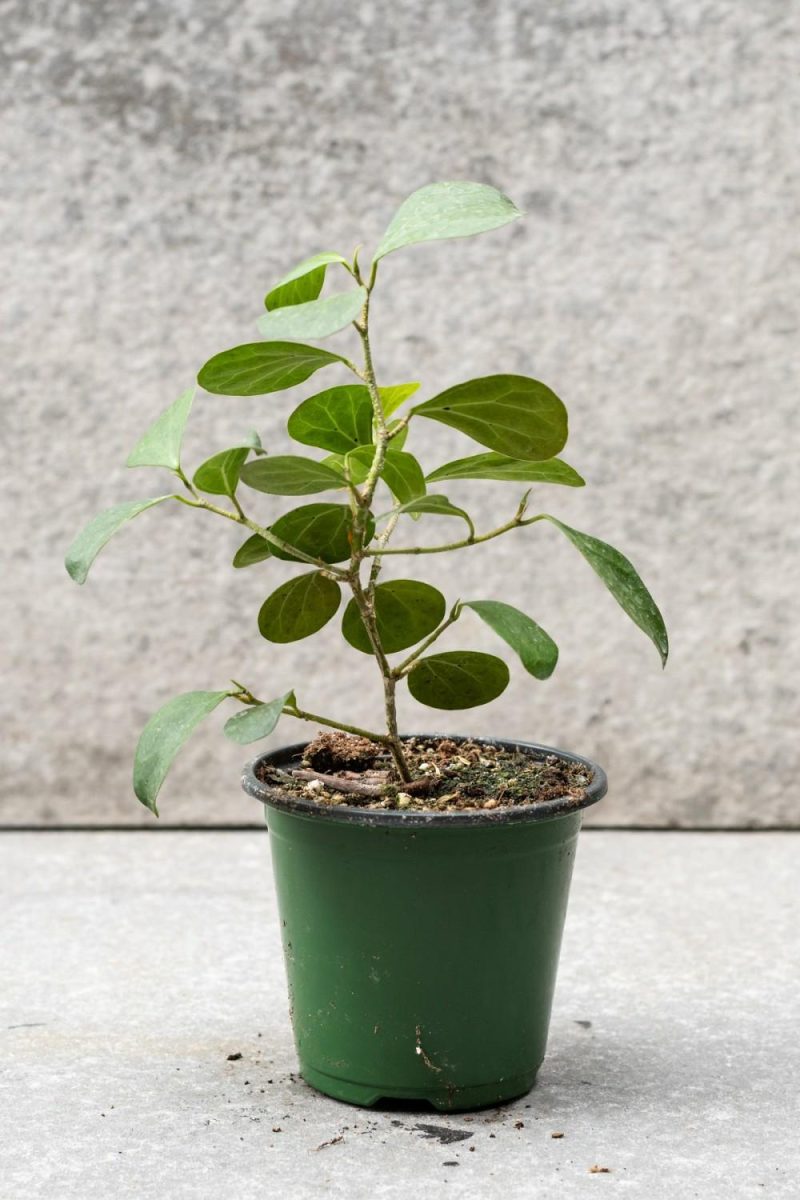 Indoor Plants |   Ficus Deltoidea 4″ Garden Indoor Plants