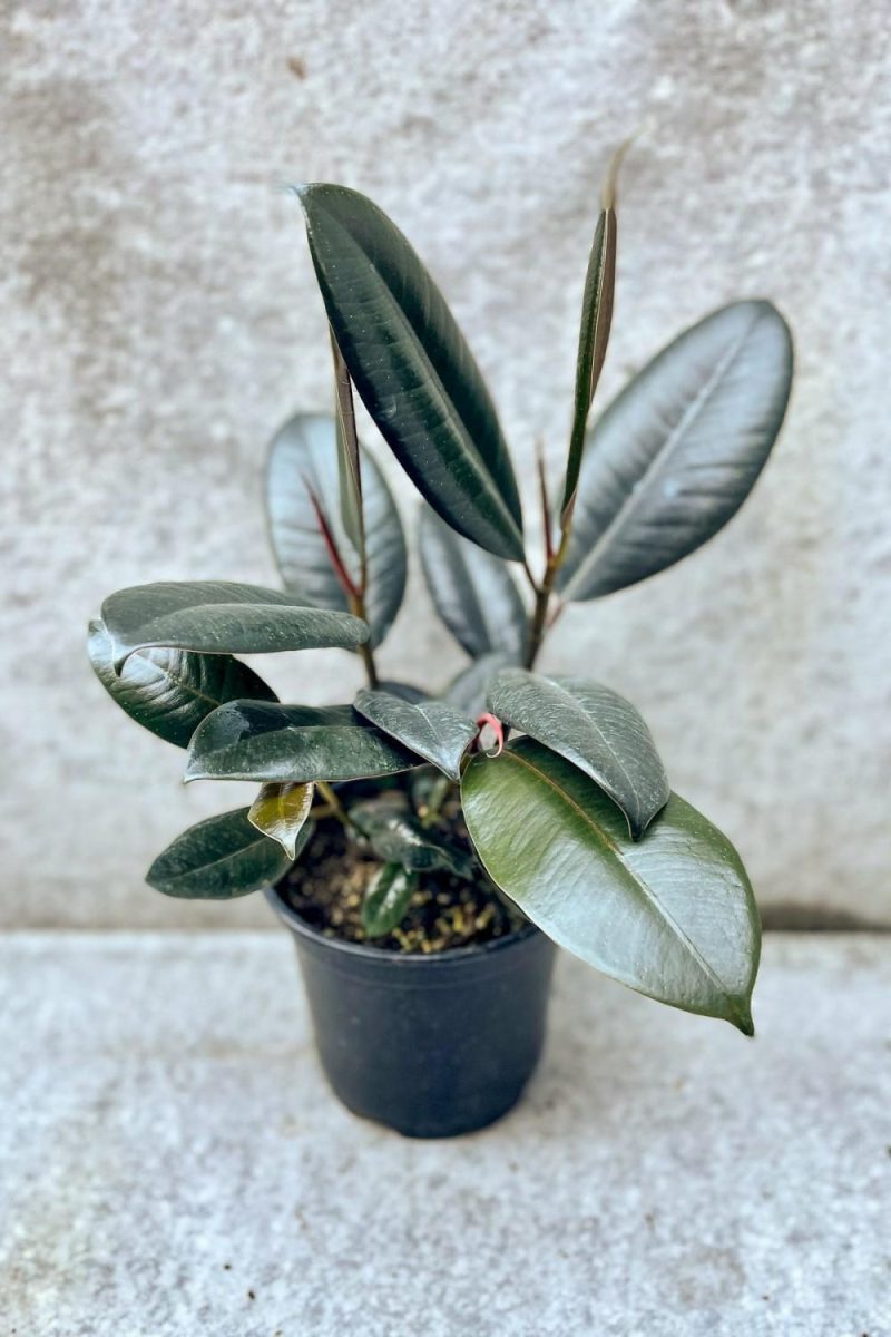 Indoor Plants |   Ficus Elastica 6″ Garden Indoor Plants