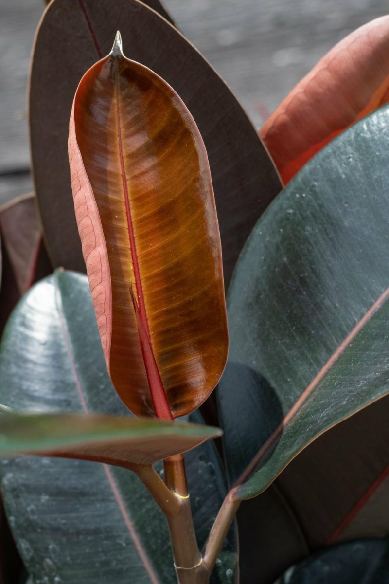 Indoor Plants |   Ficus Elastica ‘Burgundy’ 10″ Garden Indoor Plants