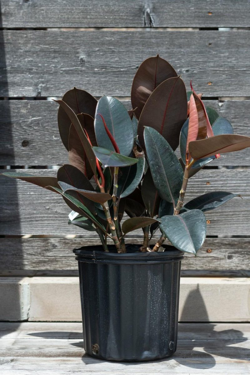 Indoor Plants |   Ficus Elastica ‘Burgundy’ 10″ Garden Indoor Plants