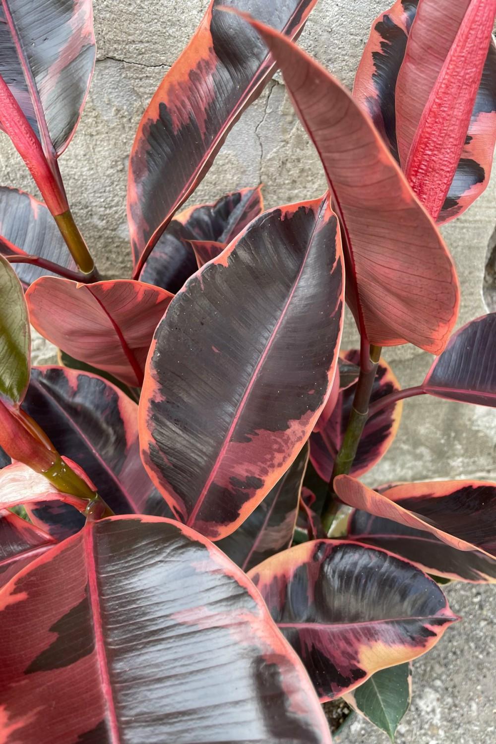 Indoor Plants |   Ficus Elastica ‘Ruby’ 8″ Garden Indoor Plants