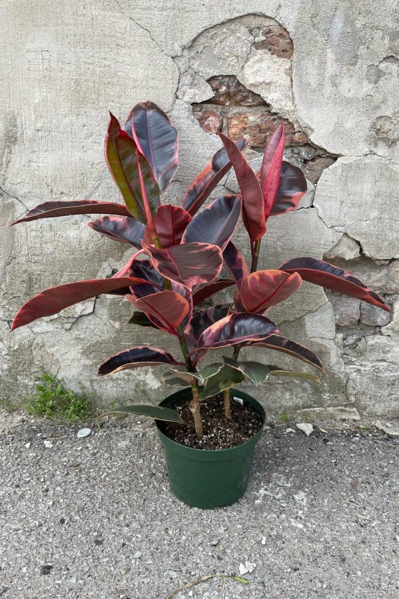 Indoor Plants |   Ficus Elastica ‘Ruby’ 8″ Garden Indoor Plants