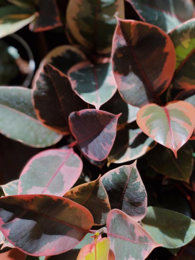 Indoor Plants |   Ficus Elastica ‘Ruby’ 8″ Garden Indoor Plants