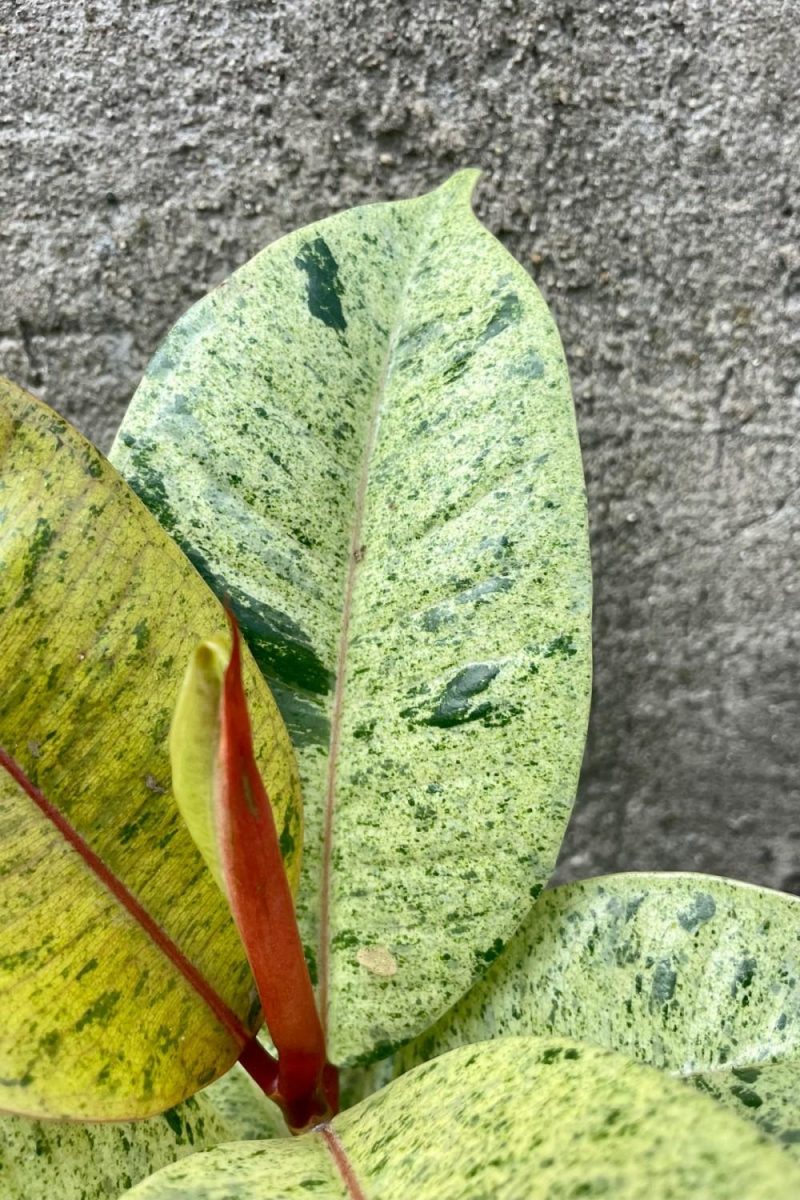 Indoor Plants |   Ficus Elastica ‘shivereana’ 6″ Garden Indoor Plants