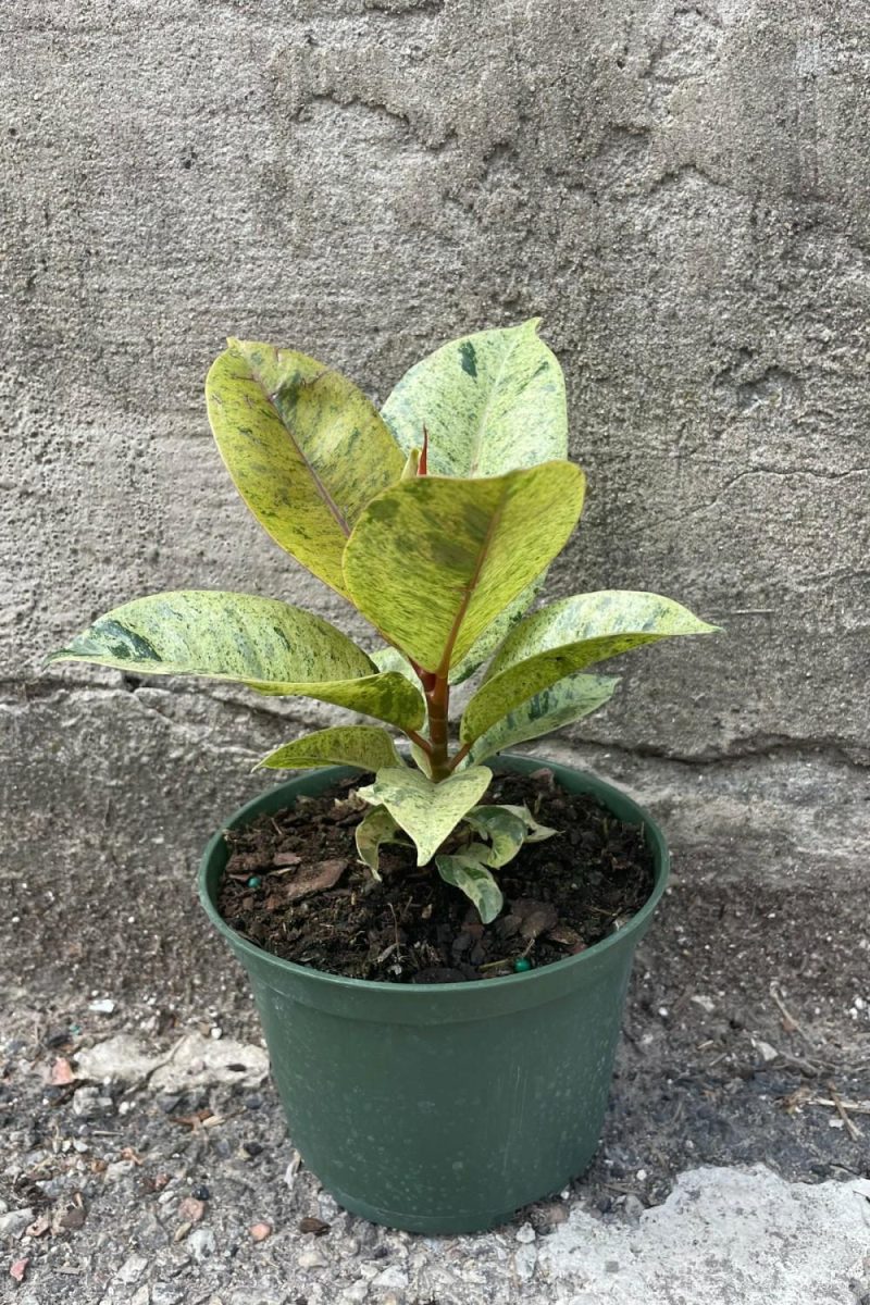 Indoor Plants |   Ficus Elastica ‘shivereana’ 6″ Garden Indoor Plants