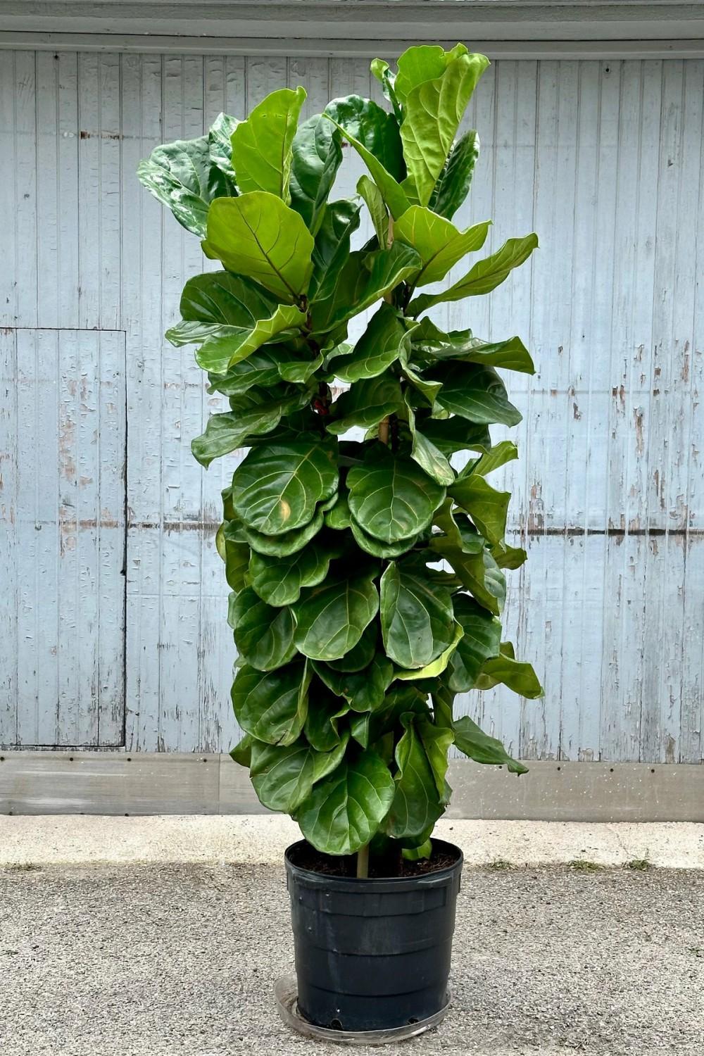 Indoor Plants |   Ficus Lyrata “Fiddle Leaf Fig” 17″ Column Garden Indoor Plants