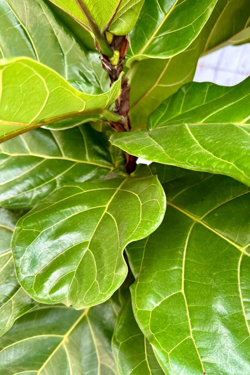 Indoor Plants |   Ficus Lyrata “Fiddle Leaf Fig” 17″ Column Garden Indoor Plants