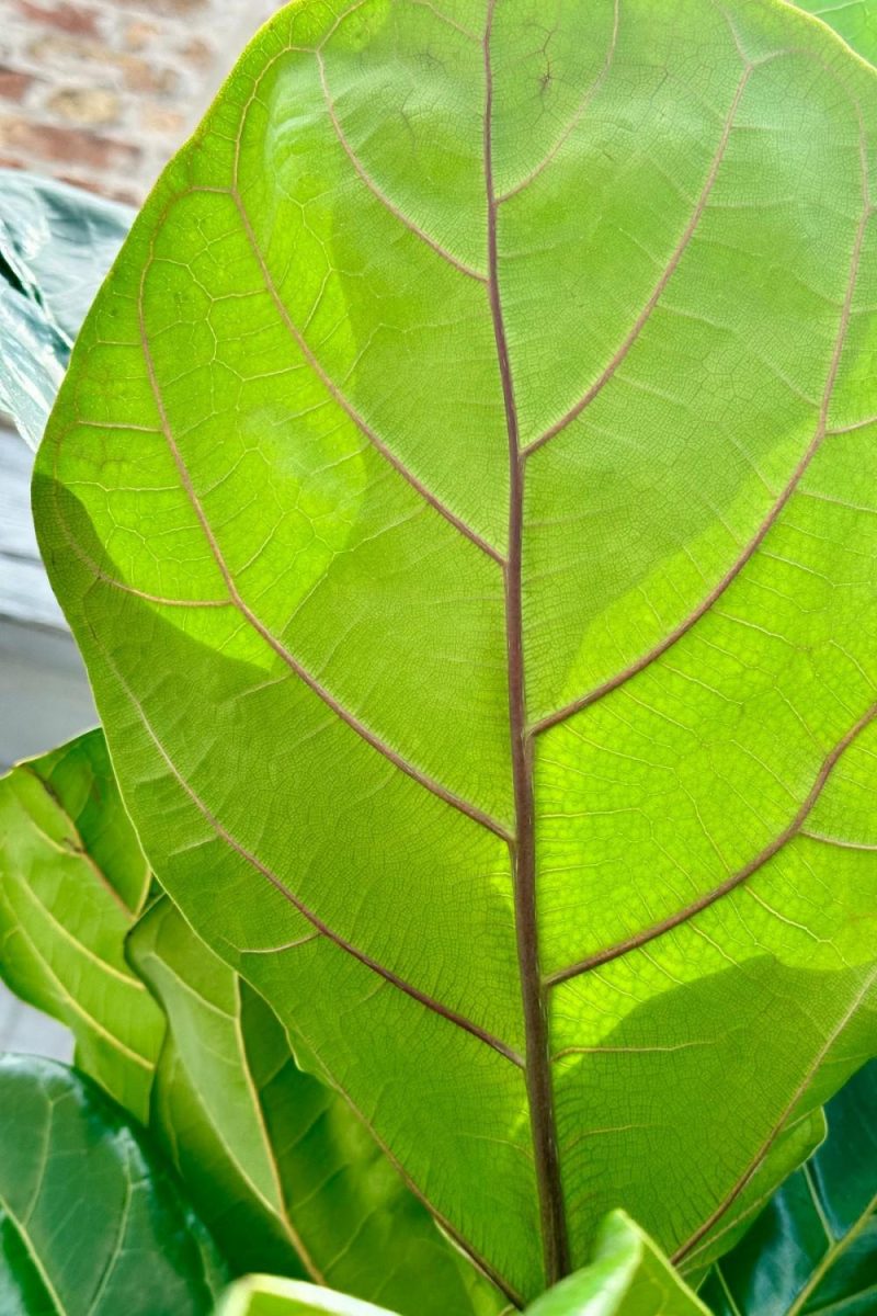 Indoor Plants |   Ficus Lyrata “Fiddle Leaf Fig” 17″ Column Garden Indoor Plants