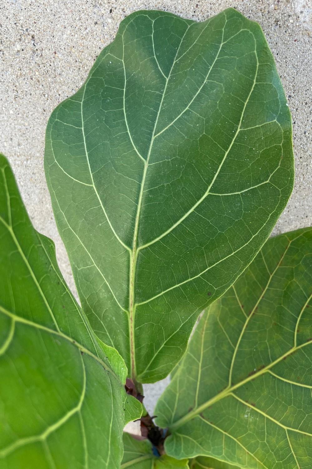 Indoor Plants |   Ficus Lyrata “Fiddle Leaf Fig” 4″ Garden Indoor Plants