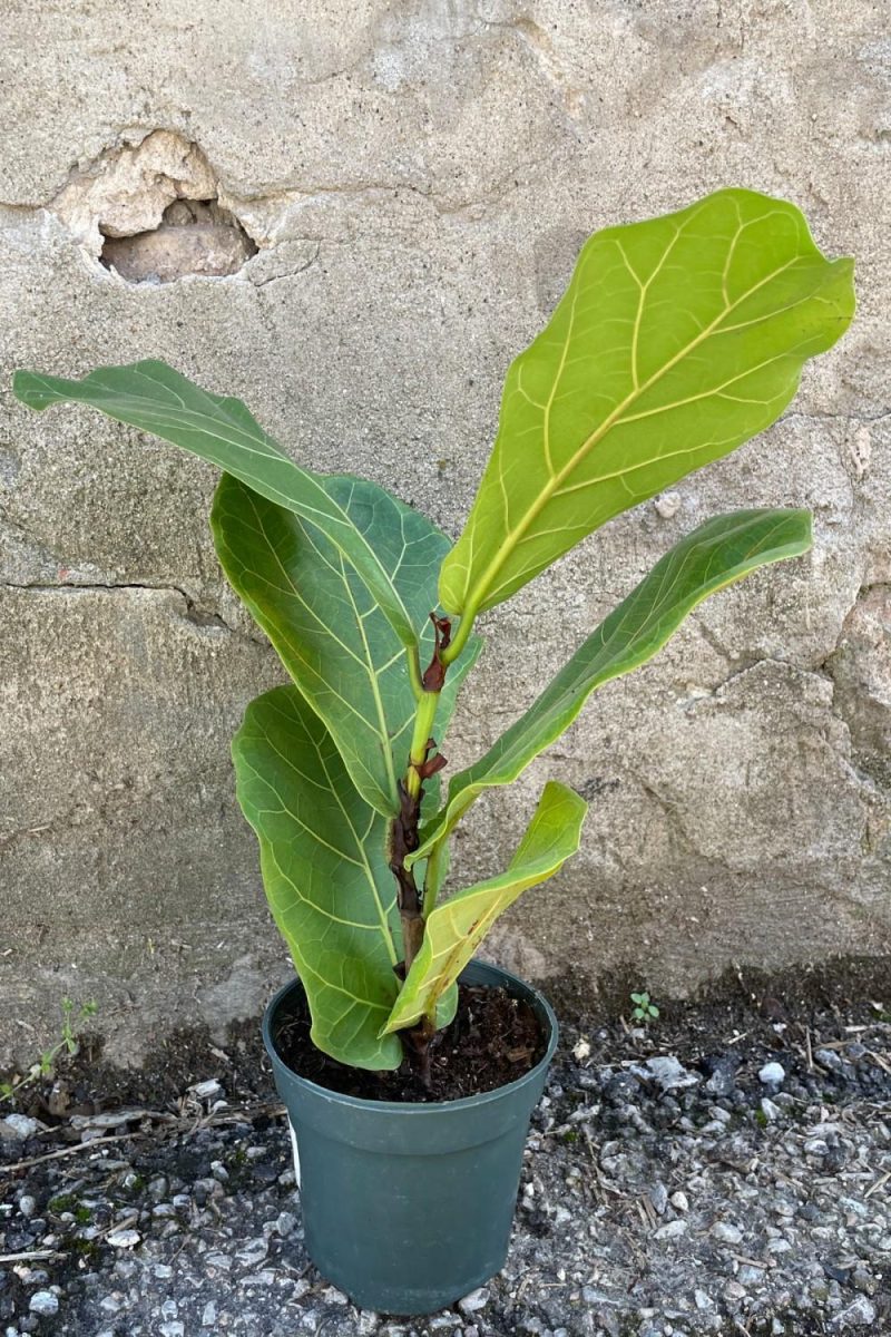 Indoor Plants |   Ficus Lyrata “Fiddle Leaf Fig” 4″ Garden Indoor Plants