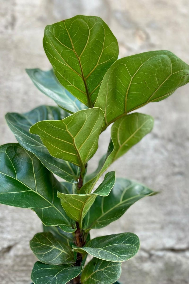 Indoor Plants |   Ficus Lyrata “Fiddle Leaf Fig” 6″ Garden Indoor Plants