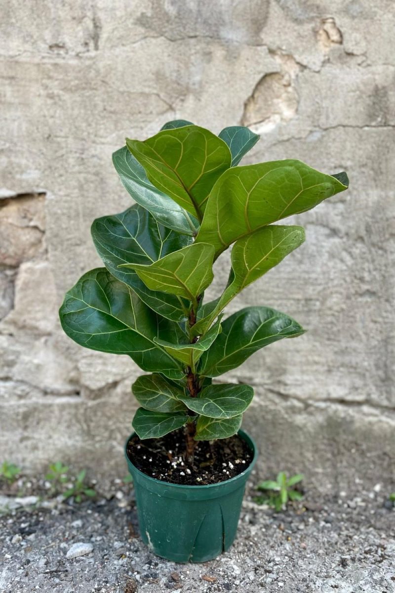 Indoor Plants |   Ficus Lyrata “Fiddle Leaf Fig” 6″ Garden Indoor Plants