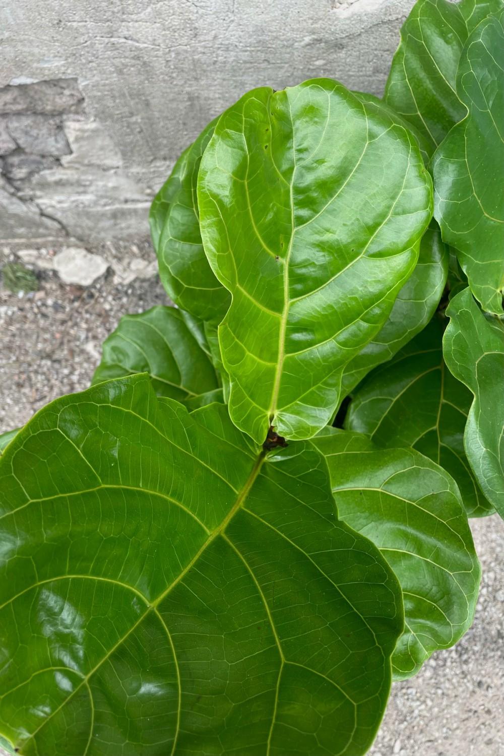 Indoor Plants |   Ficus Lyrata “Fiddle Leaf Fig” 8″ Garden Indoor Plants