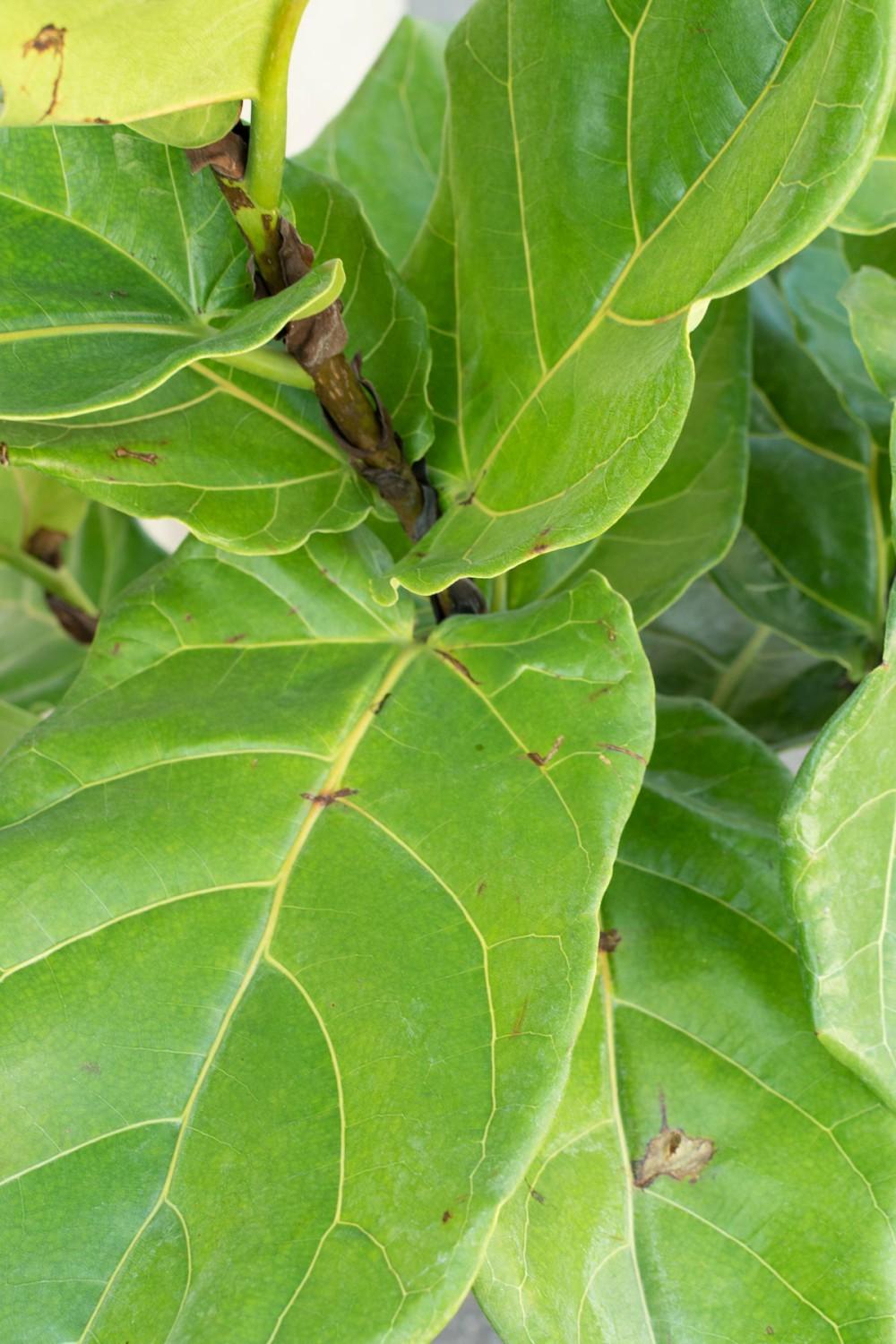 Indoor Plants |   Ficus Lyrata “Fiddle Leaf Fig” Standard Form 10″ Garden Indoor Plants