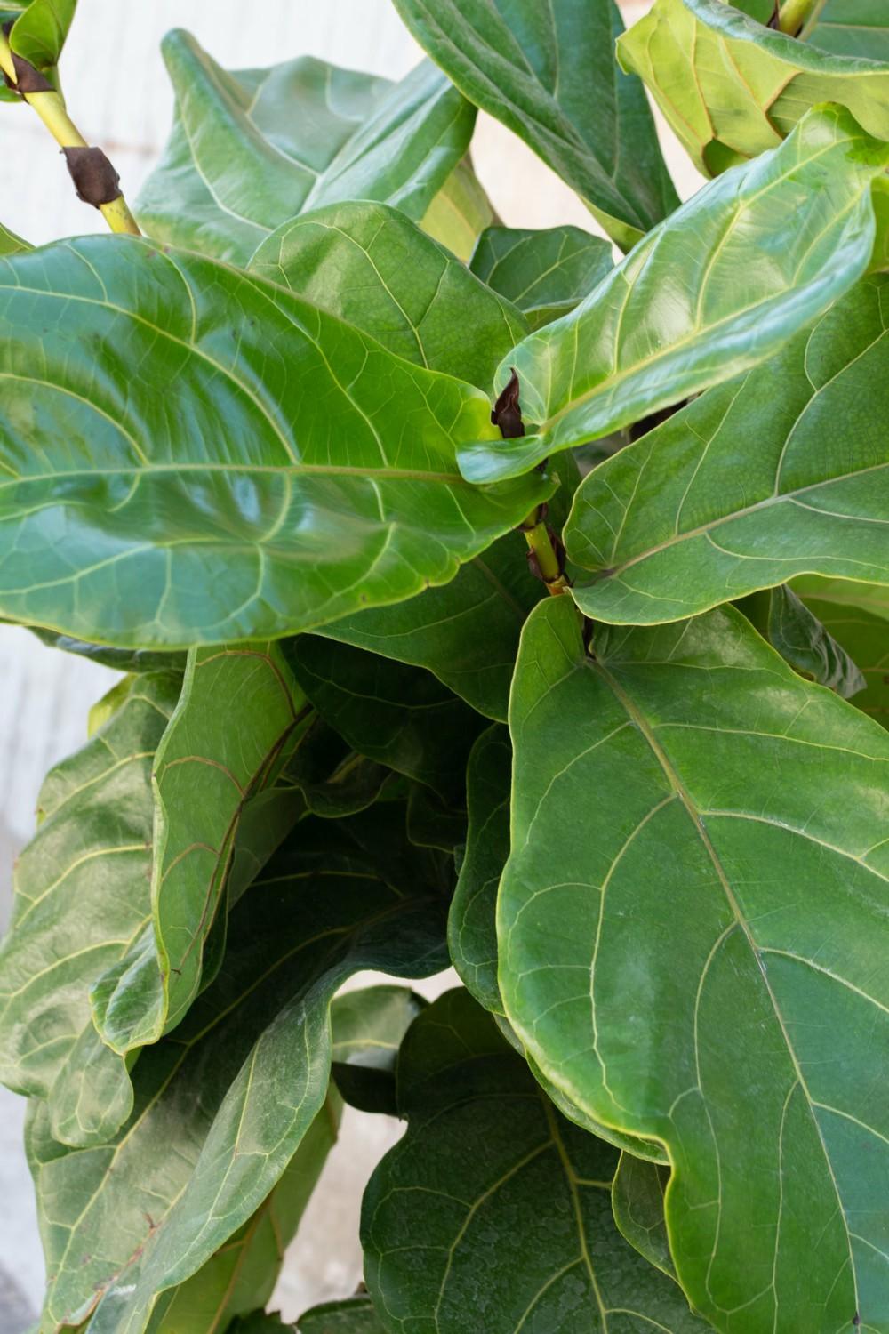 Indoor Plants |   Ficus Lyrata “Fiddle Leaf Fig” Standard Form 14″ Garden Indoor Plants