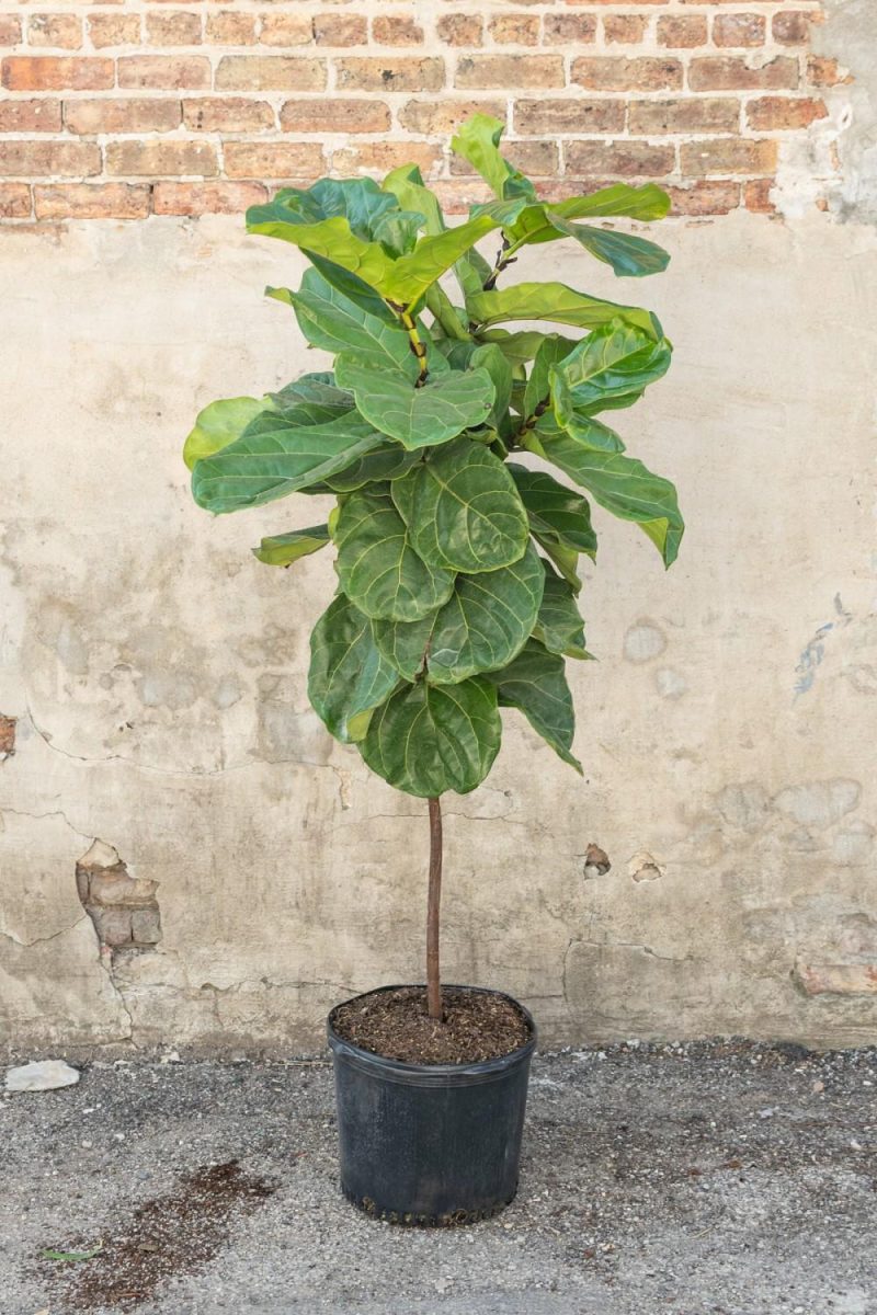 Indoor Plants |   Ficus Lyrata “Fiddle Leaf Fig” Standard Form 14″ Garden Indoor Plants