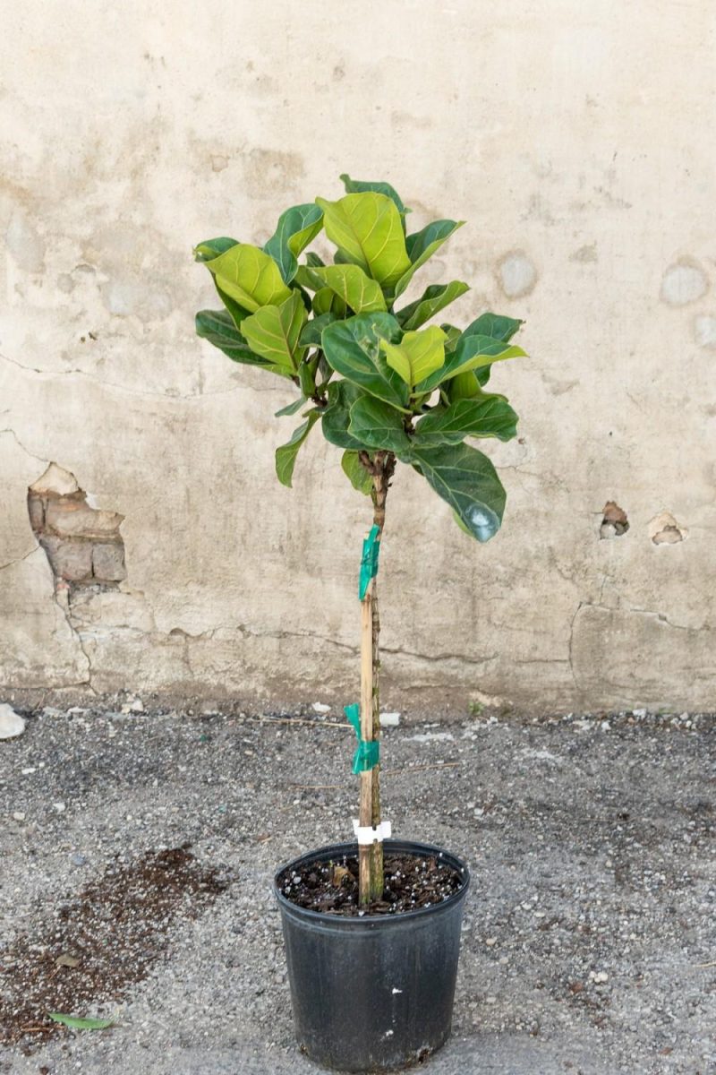 Indoor Plants |   Ficus Lyrata ‘Little Fiddle’ Standard Form 10″ Garden Indoor Plants