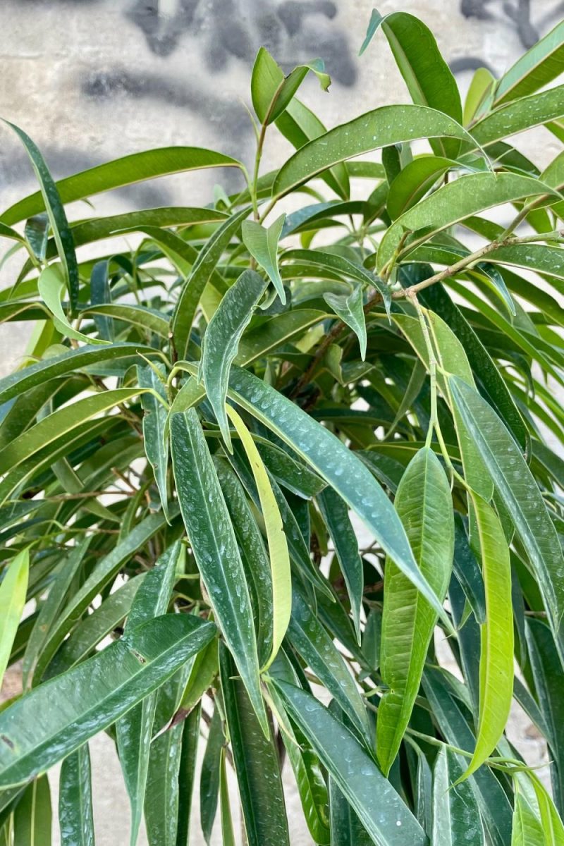 Indoor Plants |   Ficus Maclellandii ‘Alii’ 10″ Garden Indoor Plants