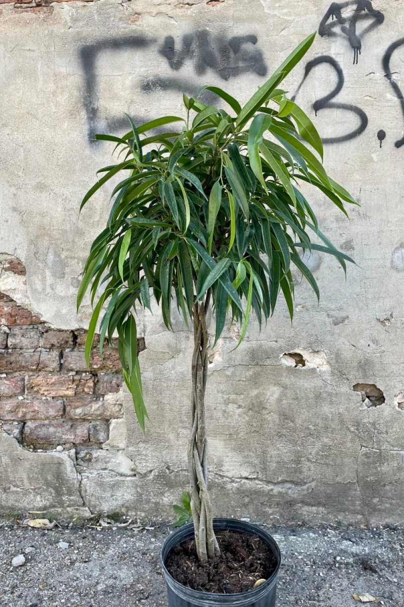 Indoor Plants |   Ficus Maclellandii ‘Alii’ 10″ Garden Indoor Plants