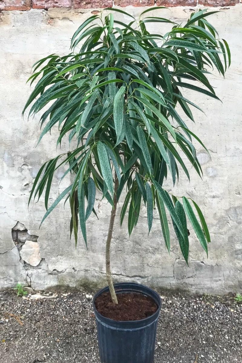 Indoor Plants |   Ficus Maclellandii ‘Alii’ 12″ Garden Indoor Plants