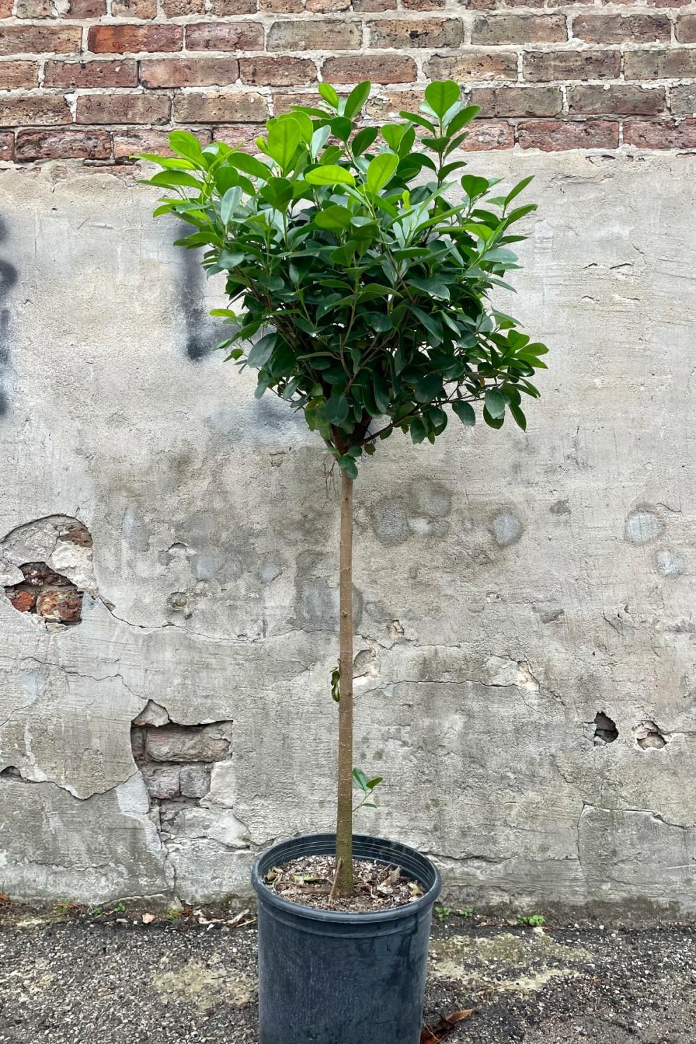 Indoor Plants |   Ficus Microcarpa ‘Moclame’ 12″ Garden Indoor Plants