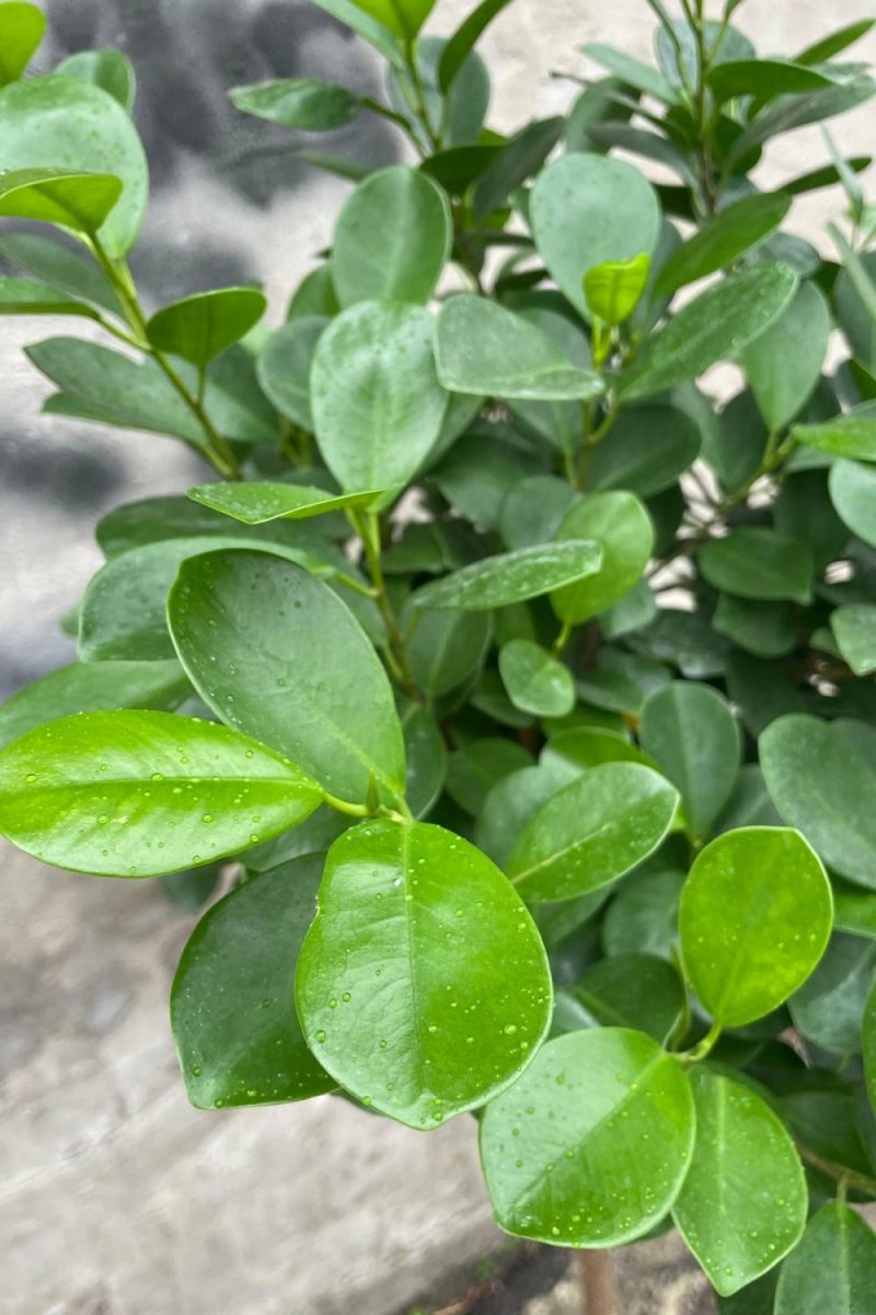 Indoor Plants |   Ficus Microcarpa ‘Moclame’ 12″ Garden Indoor Plants